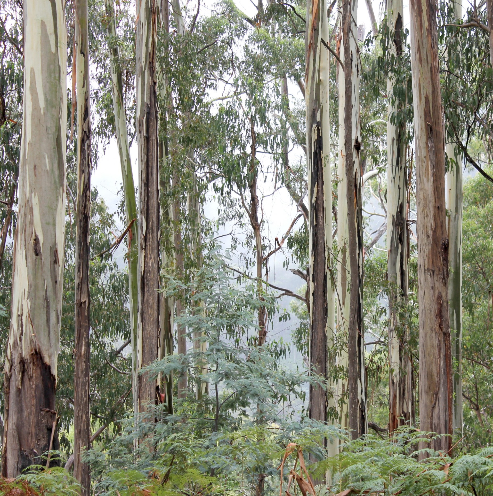 Forests of Eucalyptus and other tree species are the  backbone of the Australian Wood Processing Industry